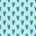 Ficus in a pot hand drawn seamless pattern on a blue background. houseplant gardening