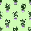 Ficus in a pot hand drawn seamless pattern on a green background. houseplant gardening