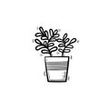 Ficus in a pot hand drawn sketch icon.