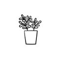 Ficus in a pot hand drawn sketch icon.