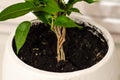 Ficus potted