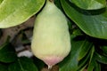 Ficus pumila adult form, Creeping fig, Climbing fig