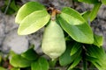 Ficus pumila adult form