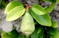 Ficus pumila adult form