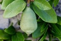 Ficus pumila adult form