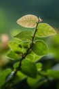 Ficus pumila backlight leaves