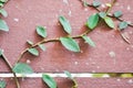 ficus pumila or climbing fig or Climbing Vine