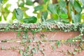 ficus pumila or climbing fig or Climbing Vine