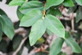 ficus pumila or climbing fig or Climbing Vine