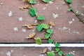 ficus pumila or climbing fig on the wall Royalty Free Stock Photo