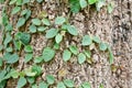 Ficus pumila climbing on tree bark Royalty Free Stock Photo