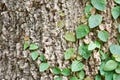 Ficus pumila climbing on tree bark Royalty Free Stock Photo