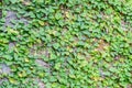 Ficus pumila climbing on wall Royalty Free Stock Photo