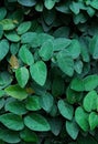 Ficus pumila or creeping fig background photo