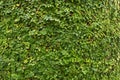 Ficus pumila, Creeping Fig, plants as wonderful nature background