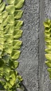 Ficus pumila or fig (daun dolarkebo) creeping on a cement wall Royalty Free Stock Photo