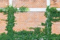 Ficus pumila L climbing on red brick wall, Coatbuttons Mexican d Royalty Free Stock Photo