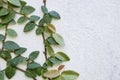 Ficus pumila plant growing on white cement wall Royalty Free Stock Photo