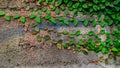 Ficus Pumila plant vines on the wall for background. Royalty Free Stock Photo