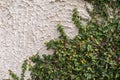 Ficus Pumila plant on  white wall background.Climbing fig on the wall. Royalty Free Stock Photo