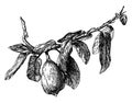 Ficus Pumila vintage illustration