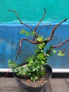 Ficus pumila & x28;Creeping Figs Plant& x29;