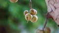 Ficus racemosa (the cluster fig, elo, loa, Ficus glomerata)