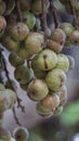 Ficus racemosa (the cluster fig, elo, loa, Ficus glomerata)