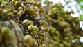 Ficus racemosa (the cluster fig, elo, loa, Ficus glomerata)