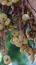 Ficus racemosa (the cluster fig, elo, loa, Ficus glomerata)