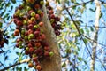 Ficus racemosa or the cluster fig fruit