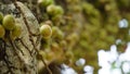 Ficus racemosa (the cluster fig, elo, loa, Ficus glomerata)