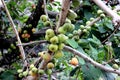 Ficus racemosa, Cluster fig tree, Indian fig tree, Goolar