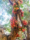 Umbar, Gular fruit tree india