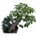 Ficus Religiosa Bonsai Tree in Decorative Pot with on a white background Royalty Free Stock Photo