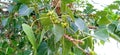 Ficus religiosa or Peepal aswattha fruits