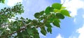 Ficus religiosa or Peepal aswattha leaves snap