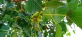 Ficus religiosa or Peepal leaves fruits stock photo Royalty Free Stock Photo