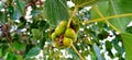 Ficus religiosa or Peepal tree fruits stock photo