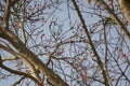 Ficus religiosa or sacred fig or Peepal Tree with Fresh Leaves