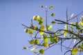 Ficus religiosa or sacred fig or Peepal Tree Leaves Royalty Free Stock Photo