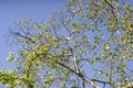 Ficus religiosa or sacred fig or Peepal Tree Leaves Royalty Free Stock Photo