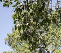 Ficus religiosa or sacred fig or Pipal or bodhi tree Royalty Free Stock Photo