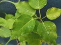 Ficus religiosa or sacred fig is a species of mulberry family.bodhi tree, pippala tree, peepul tree, peepal tree,ashvattha tree.