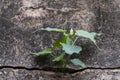 Ficus religiosa or sacred fig tree growing on old wall Royalty Free Stock Photo