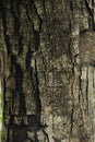 Ficus religiosa wood texture on background