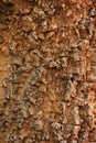 Ficus religiosa young wood texture on background