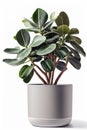 Ficus retusa potted houseplant over white background