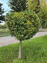 A green Ficus ratusa bush in a park in the autumn Royalty Free Stock Photo