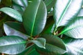 Ficus Robusta Elastica Rubber fig, Indian rubber houseplant green leaves abstract background Royalty Free Stock Photo